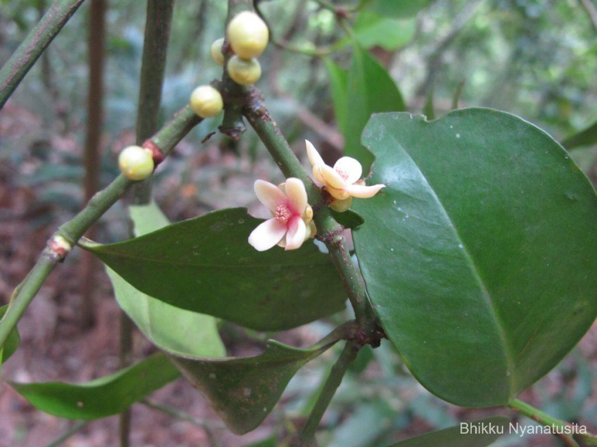 Garcinia cambogioides (Murray) Headland